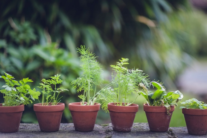 Plants in pots