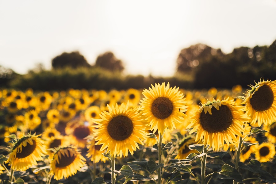 sunflowers courage to grow